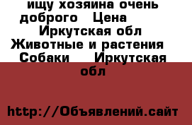 ищу хозяина очень доброго › Цена ­ 100 - Иркутская обл. Животные и растения » Собаки   . Иркутская обл.